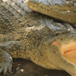 The Creepiest Sounds of Nature That You’ll Ever Hear