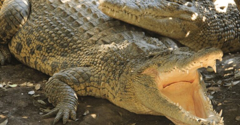 The Creepiest Sounds of Nature That You’ll Ever Hear