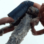 This Scottish Town Makes People Climb a Greased-Up Pole for Ham Wrapped in Barbed Wire