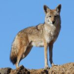 A Coyote Did What No Alcatraz Inmate Could