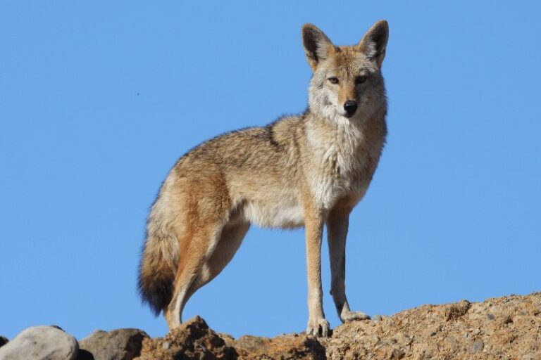 A Coyote Did What No Alcatraz Inmate Could