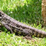 Tegu Lizard Rescued From Rhode Island Blizzard