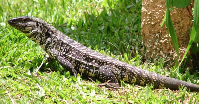 Tegu Lizard Rescued From Rhode Island Blizzard
