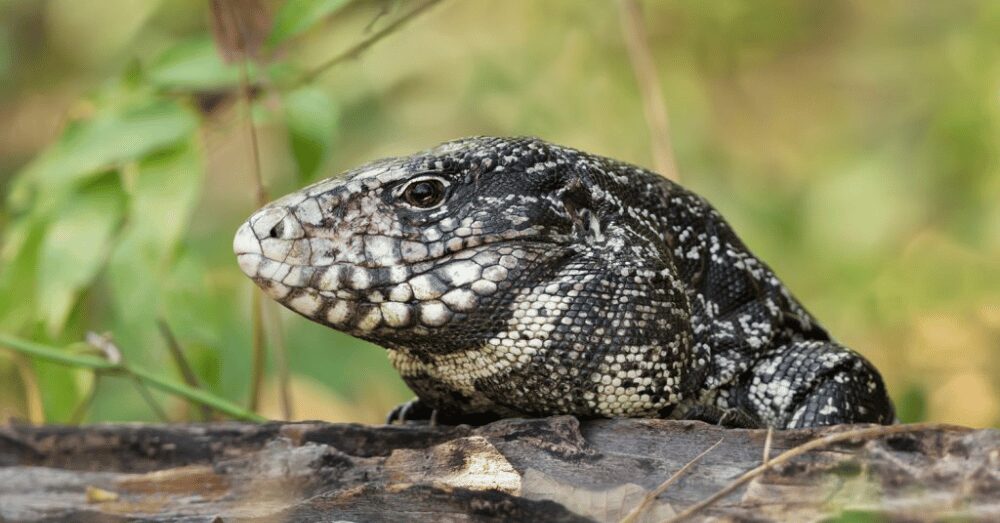 Tegu Lizard Rescued From Rhode Island Blizzard