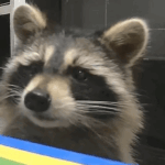 Cincinnati Woman’s New Apartment Has an Unwanted Roommate With Four Legs and a Mask