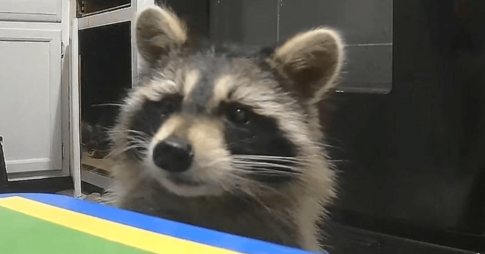 Cincinnati Woman’s New Apartment Has an Unwanted Roommate With Four Legs and a Mask