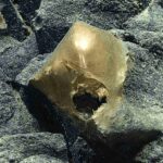 Shimmering Golden Blob From the Gulf of Alaska Finally Has a Name