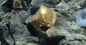 Shimmering Golden Blob From the Gulf of Alaska Finally Has a Name