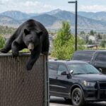 Bear Climbs Fence Into Colorado Police Lot