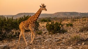 Gracie the Giraffe Found Safe in Texas Hill Country